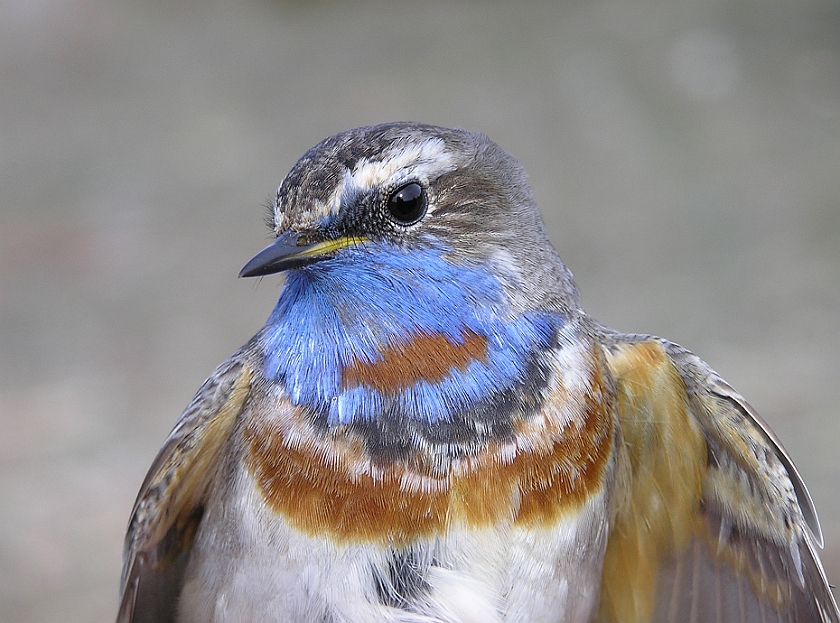 Bluethroat, Sundre 20050509